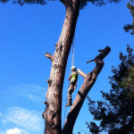Tree climbing